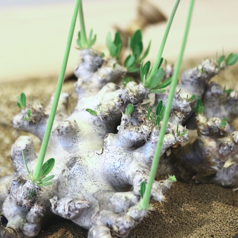 パキポディウム ブレビカリックス / Pachypodium densiflorum var.