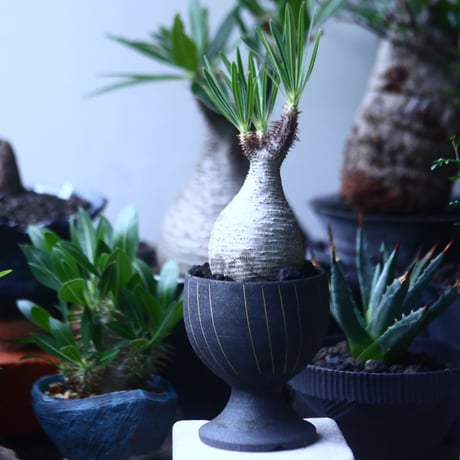 パキポディウム グラキリス   Pachypodium rosulatum var. gracilius no.61422