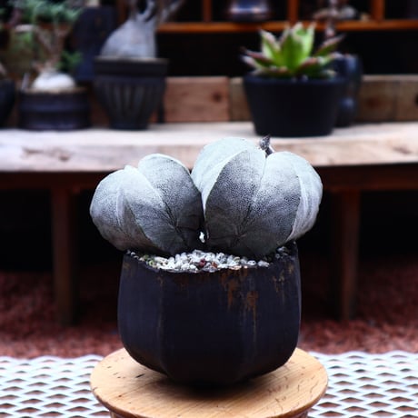 アストロフィツム  恩塚ランポー玉 ／Astrophytum myriostigma cv.　no.50220