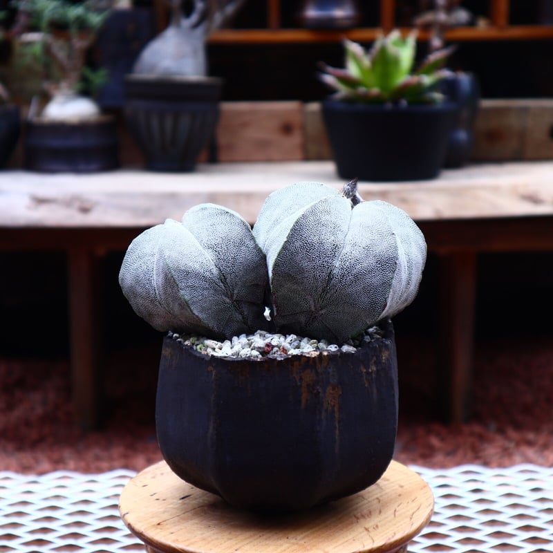 アストロフィツム 恩塚ランポー玉 ／Astrophytum myriostigma cv.