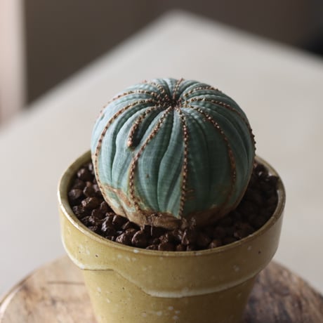 Euphorbia obesa × YAMABACHI var. Atsushi Funakushi  no.905-26
