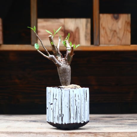 ブルセラ ファガロイデス / Bursera fagaroides / 発根済み　no.40203