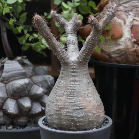 パキポディウム  グラキリス／Pachypodium  gracilius    no.11510