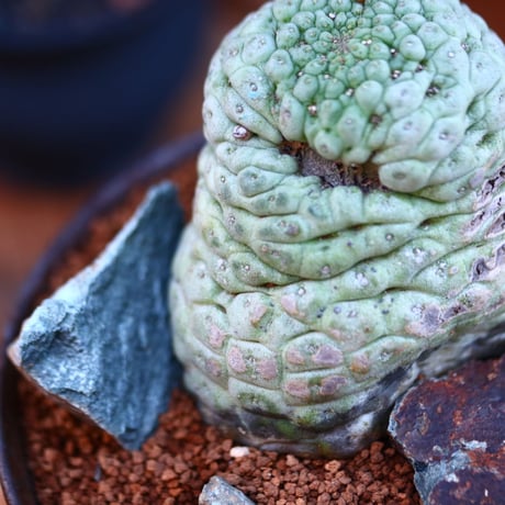 ラリレアキア カクティフォルメ  仏頭玉／Larryleachia cactiformis　no.112803