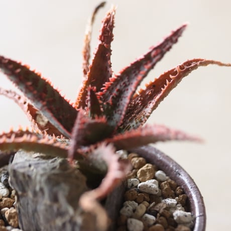 Aloe ‘Chiristmas Carol’ × YAMABACHI var.六本芽　 no.52616