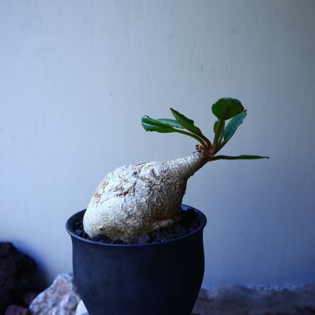 ユーフォルビア  プリムリフォリア  Euphorbia primulifolia  no.52618
