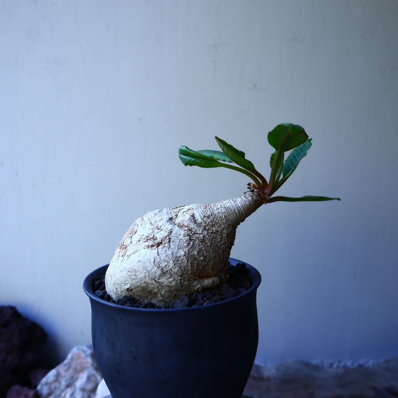 ユーフォルビア プリムリフォリア Euphorbia primulifolia no.5