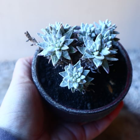 ダドレア グリーニー Dudleya greenei  no.20214