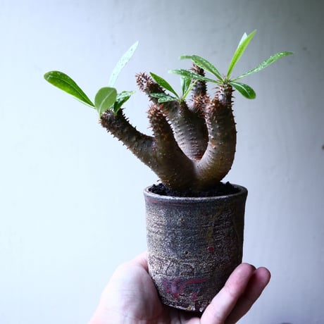 パキポディウム マカイエンセ Pachypodium Makayense  no.102730