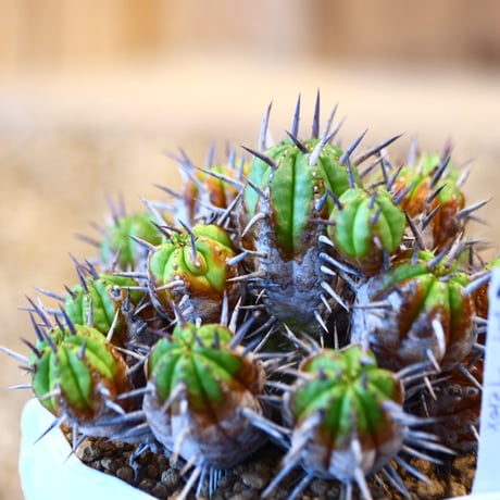 Euphorbia ferox  × Sun Honma   no.22517