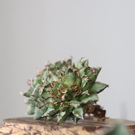 Agave titanota filigree Devil/ Style of Chika　no.42138