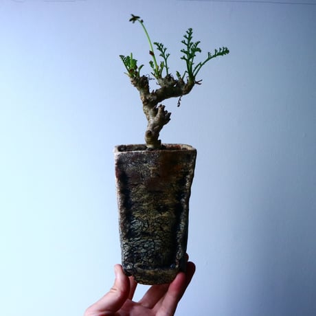 ペラルゴニウム   カルノーサム   Pelargonium carnosum  No.012