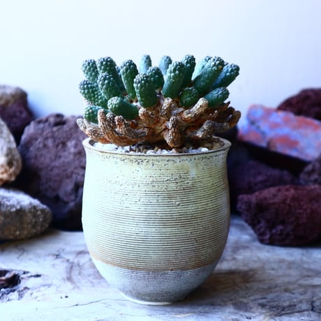 ユーフォルビア エスクレンタ  Euphorbia esculenta   no.32209