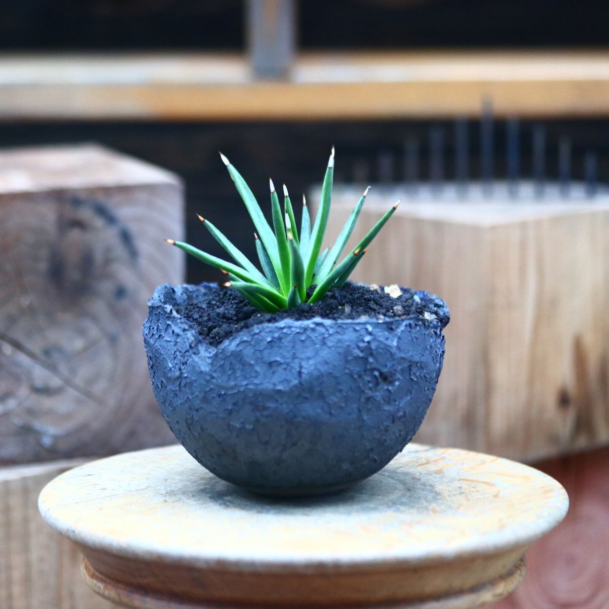 アガベ アルボピロサ／Agave Albopilosa no.80735 | 芽の巣山