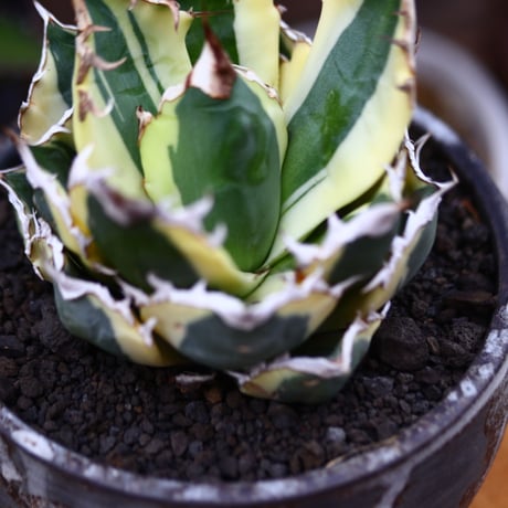チタノタ スナグルトゥース／Agave titanota 'Snaggle Tooth'    no.91235