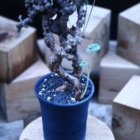 ぺラルゴ二ウム   エキナツム／Pelargonium  lechinatum   no.103146