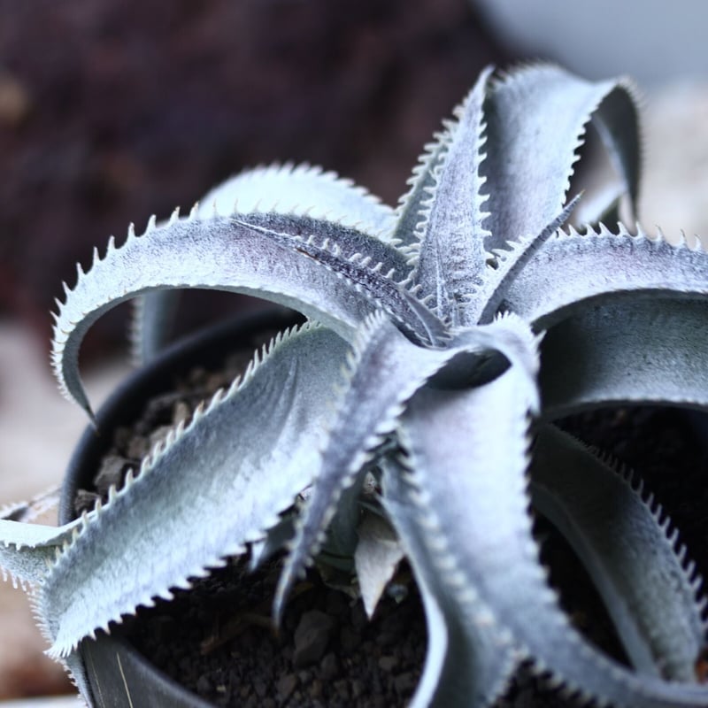 ディッキア マルニエ ラポストレイ var. エステベシー dyckia