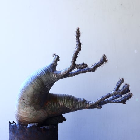 パキポディウム グラキリス   Pachypodium rosulatum var. gracilius no.11208