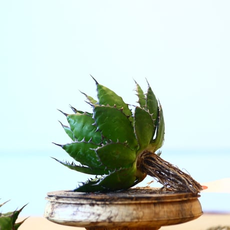 Agave horrida / Style of Chika   no.1015/79