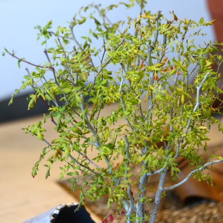 'ハルコイ´セット (N/OH × Pachycormus discolor)  no.30380