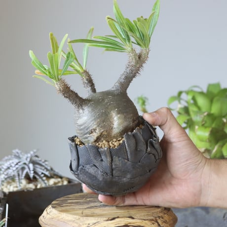 Pachypodium gracilius × AHD   no.1020-44