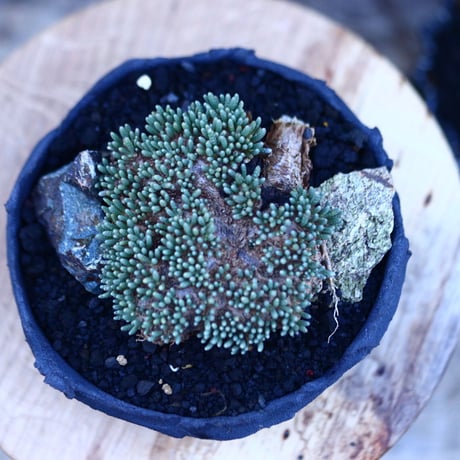 アボニア   クイナリア   アルストニー  赤花／Avonia quinaria ssp. alstonii    no.103120