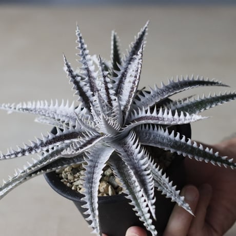 Dyckia 'Alexander' Amazonico Hybrid / (4号鉢)  no.913/63