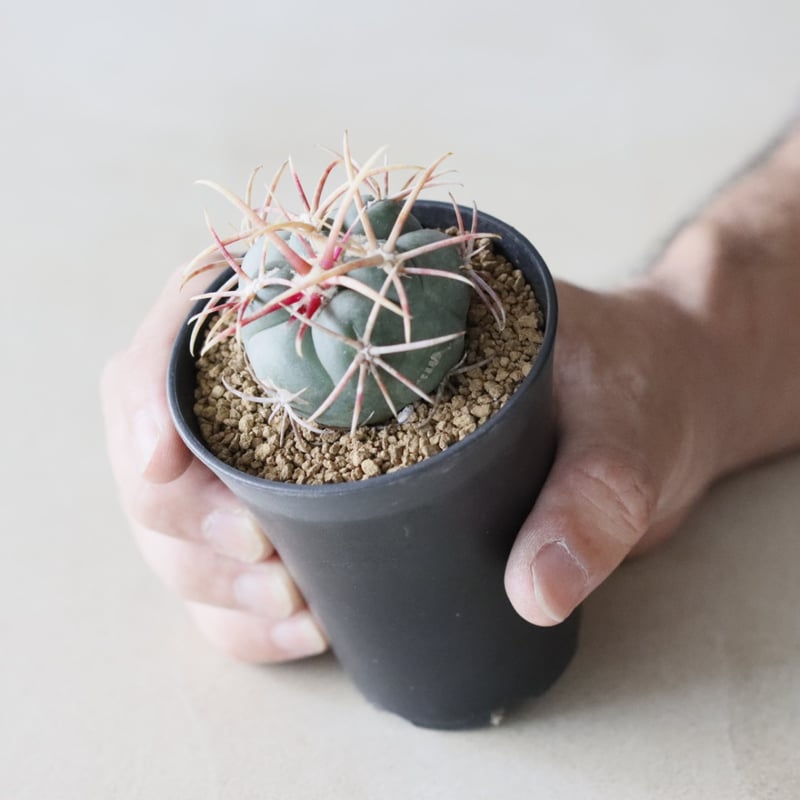 Thelocactus hexaedrophorus v. fossulatus / 緋冠竜