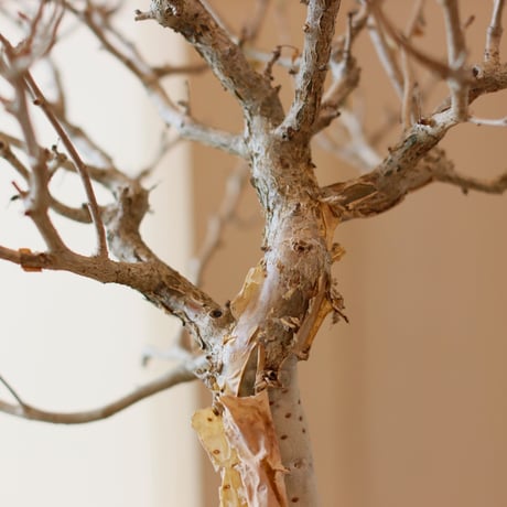 Bursera fagaroides × N/OH (4.5号)  no.111/1