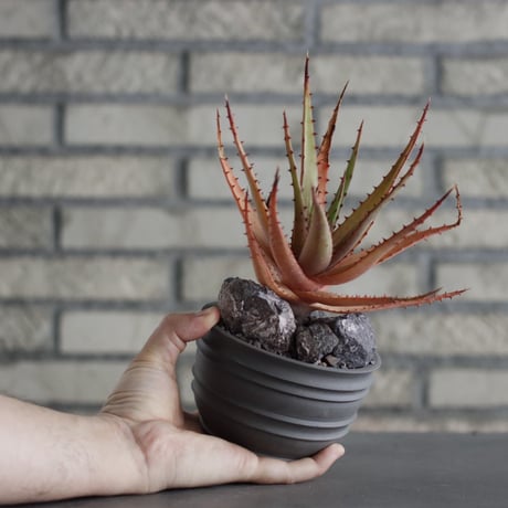Aloe broomii × takero pot (3.5号)  no.607/33