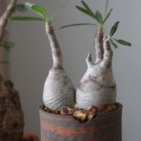 Pachypodium gracilius × N/OH    no.51229