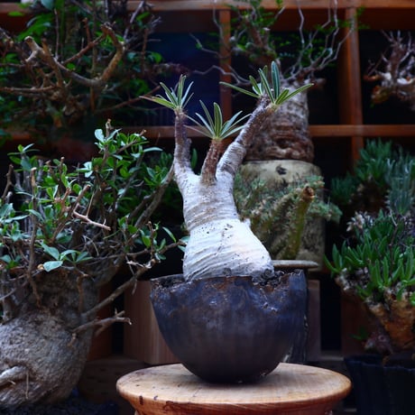 パキポディウム  グラキリス／Pachypodium  gracilius       no.60601