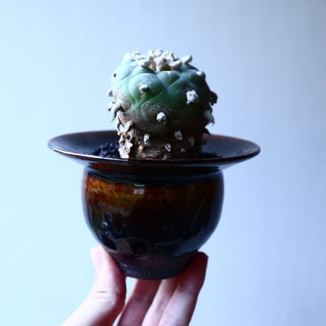 ロフォフォラ   ディフューサ　翠冠玉  Lophophora diffusa 　no.121511