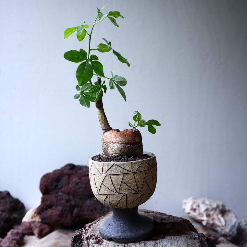 7月入荷 】Adenia glauca アデニアグラウカ 種子20粒 9月入荷 アデニア