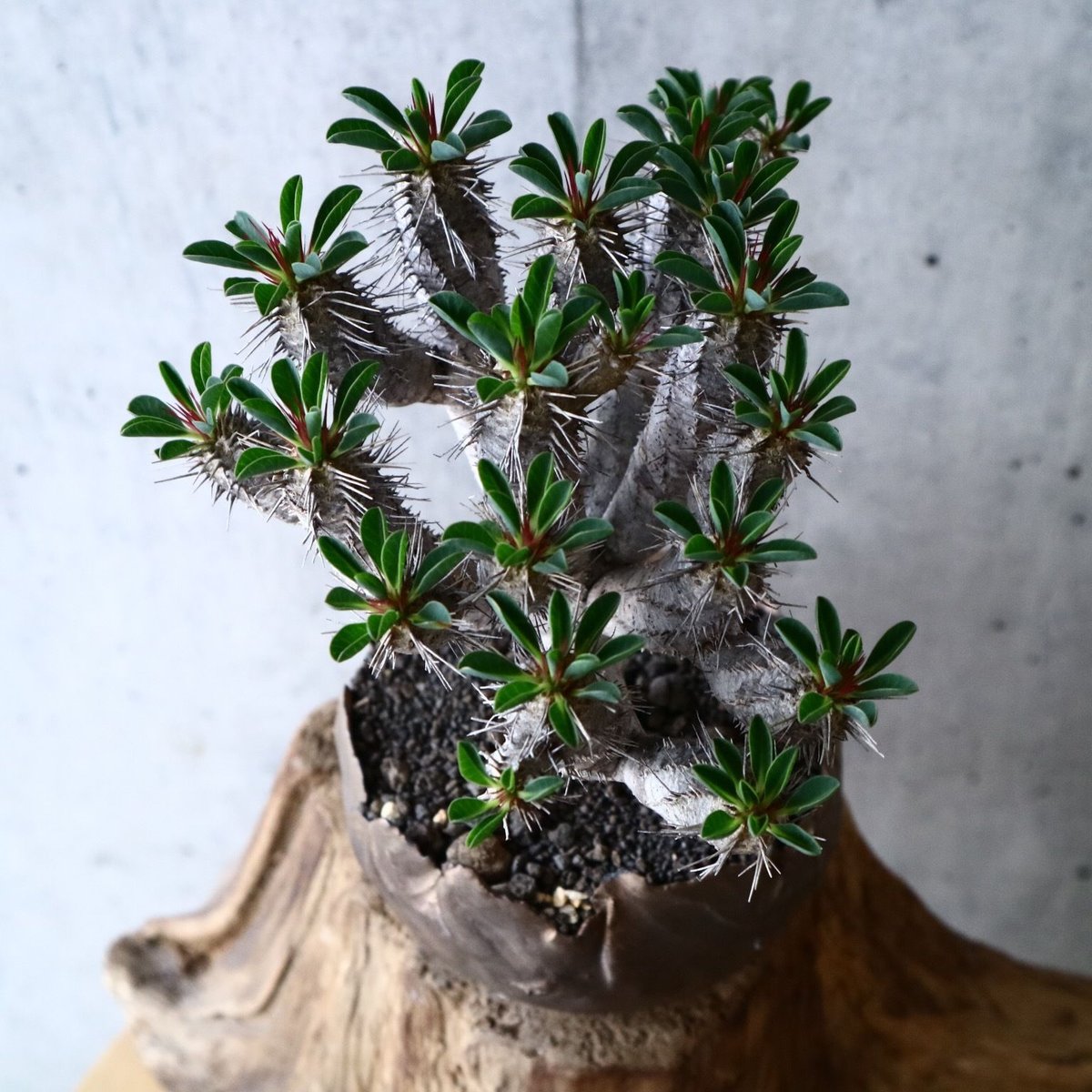 ユーフォルビア ギラウミニアナ 易い レア美形極太大株マダガスカル  