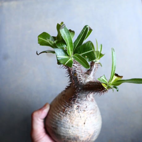 パキポディウム グラキリス   Pachypodium rosulatum var. gracilius no.110332