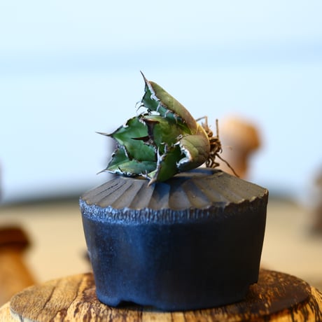 'ハルコイ´セット (N/OH × Agave titanota "FO-076)  no.30370