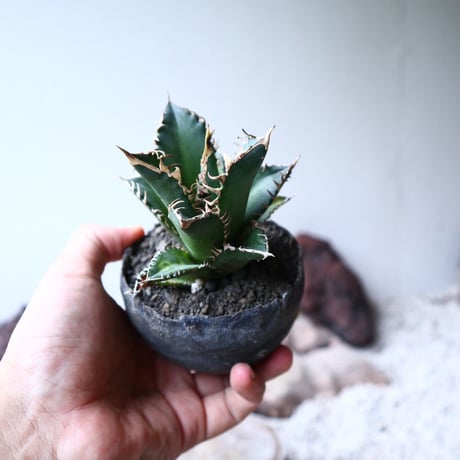 アガベ  チタノタ  レッドキャットウィーズル   Agave titanota"Red Catweezle”   no.90805