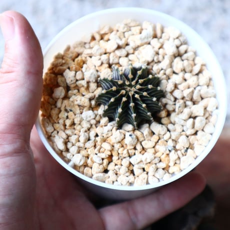 ギムノカリキウム   フィードリッフィーLB2178  Gymnocalycium friedrichii    no.102813