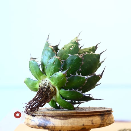Agave horrida / Style of Chika   no.1015/63