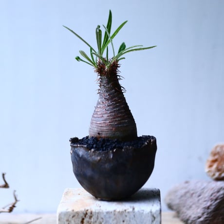 パキポディウム グラキリス   Pachypodium rosulatum var. gracilius no.92734-2