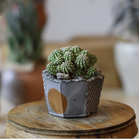 MOCMOC グラキリス CATEGORY グラキリス | RAFLUM / ラフラム｜東京、大阪の塊根植物