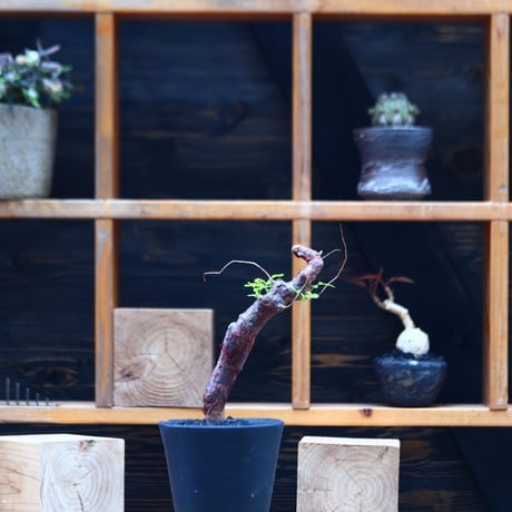 コミフォラ モンストローサ   Commiphora monstrosa   no.82231