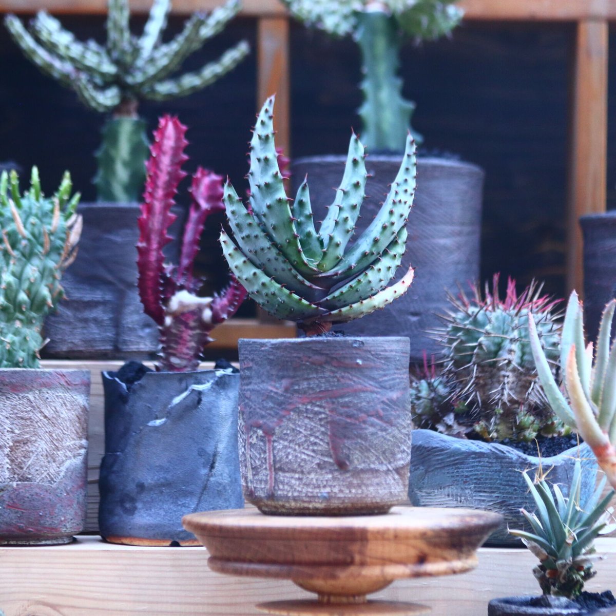 アロエ マルロシー Aloe marlothii no.32129 | 芽の巣山