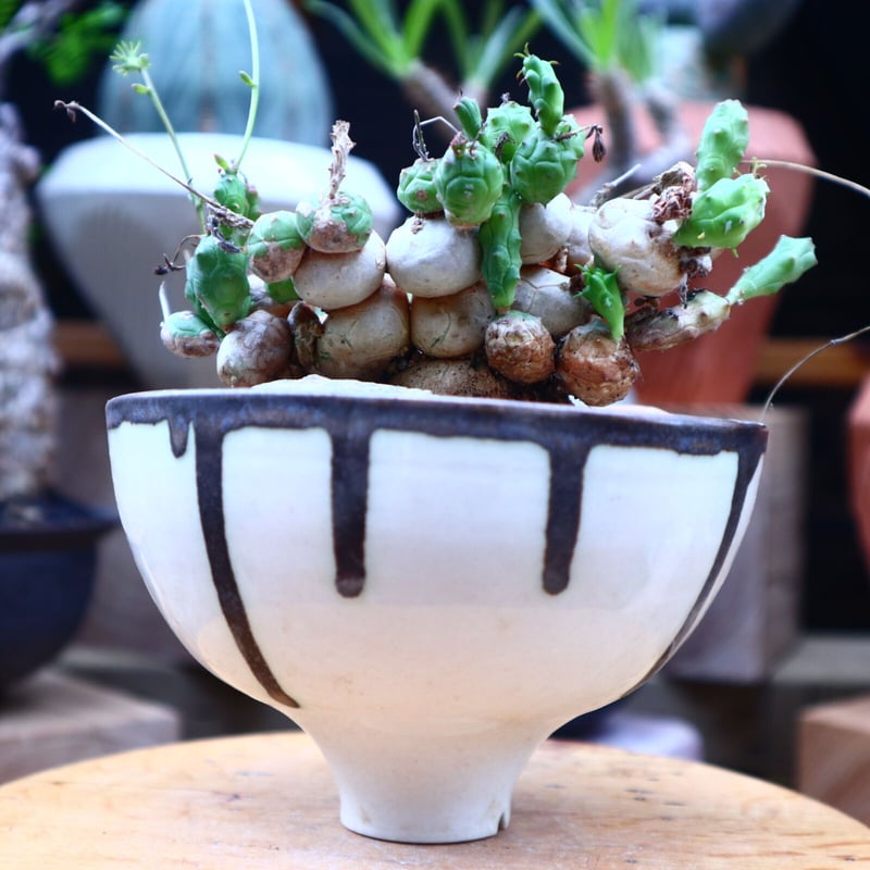 現地株　Euphorbia globosa 発根済　鉢のまま発送　コーデックス 現地株 Euphorbia globosa 発根済 鉢のまま発送 コーデックス 現地株