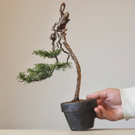 真柏 / YOSHIZAWA3-SHOHINBONSAI   no.223-40