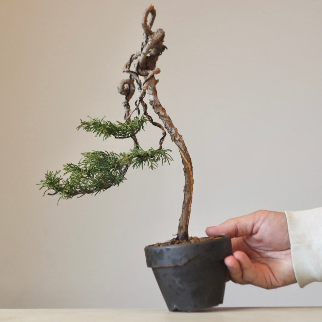 真柏 / YOSHIZAWA3-SHOHINBONSAI no.223-40 | 芽の巣山