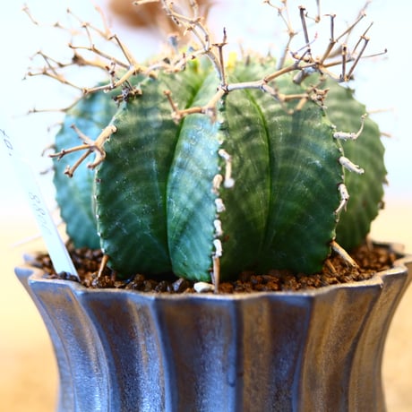 Euphorbia meloformis ♂ × soso    no.11423