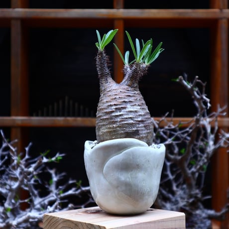 パキポディウム  グラキリス／Pachypodium  gracilius       no.51609