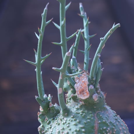 アデニア グロボーサ Adenia globosa   no.20701